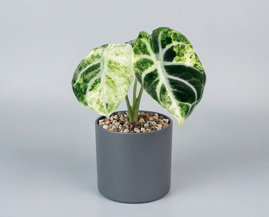 Alocasia Ninja Variegata - panaschierte Zimmerpflanze mit samtschwarzen Blättern