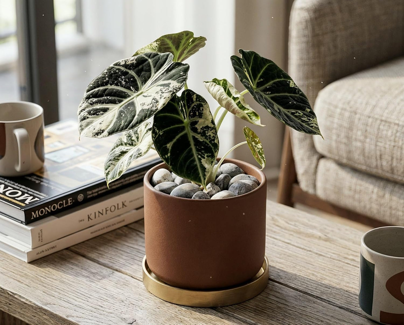 Alocasia Ninja Variegata - panaschierte Zimmerpflanze mit samtschwarzen Blättern