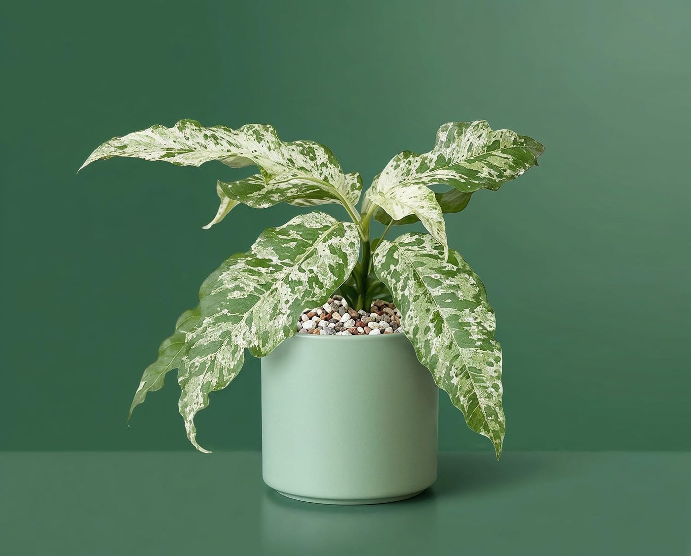 Ficus Snowstorm - seltene panaschierte Zimmerpflanze mit weiß-grünem Schneesturm-Muster