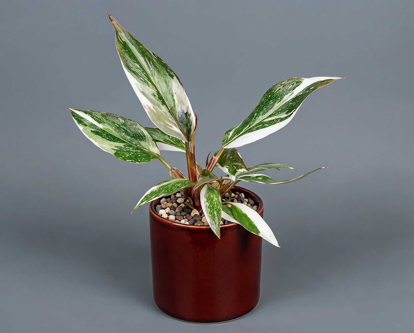 Philodendron Red Anderson Zimmerpflanze Variegata - Seltener panaschierter Sammler-Kultivar mit weiß-grünen Blättern & magentaroten Blattstielen