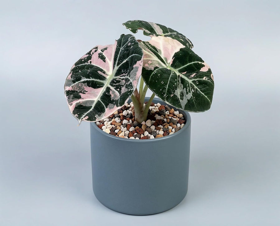 Alocasia Black Velvet Pink Variegata - panaschierte Zimmerpflanze mit samtschwarzen Blättern & rosa Muster