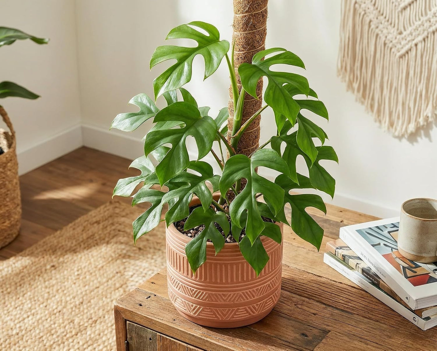 Monstera minima Zwerg-Fensterblatt - kompakte Zimmerpflanze mit gefiederten Blättern