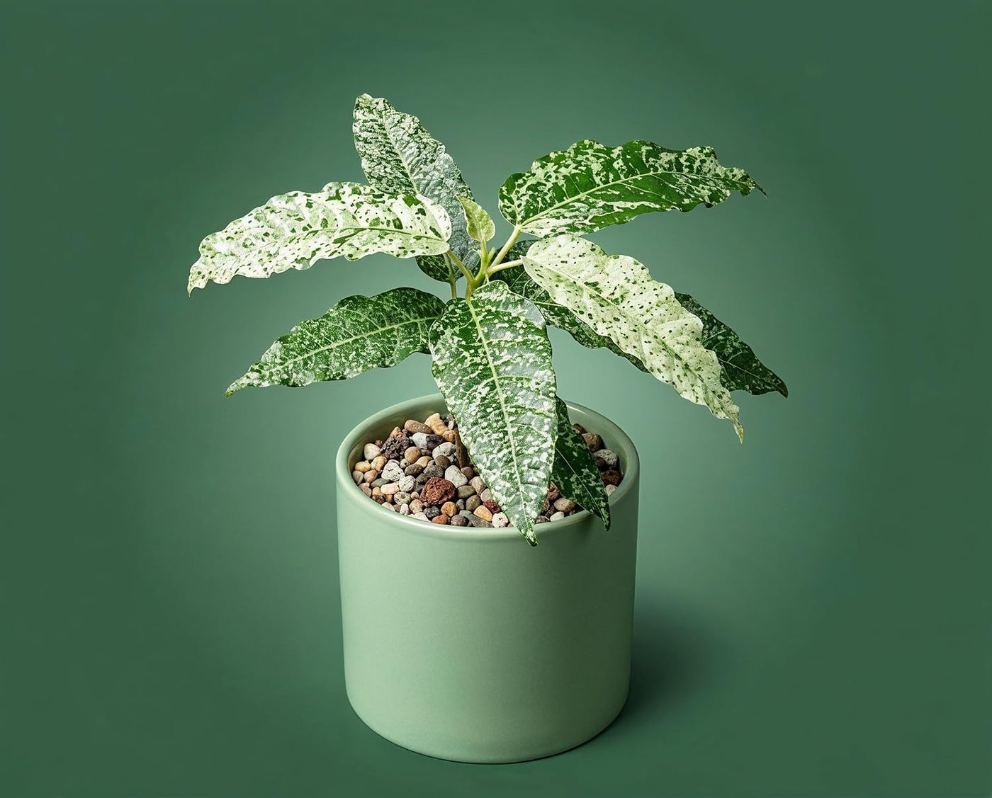 Ficus Snowstorm - seltene panaschierte Zimmerpflanze mit weiß-grünem Schneesturm-Muster