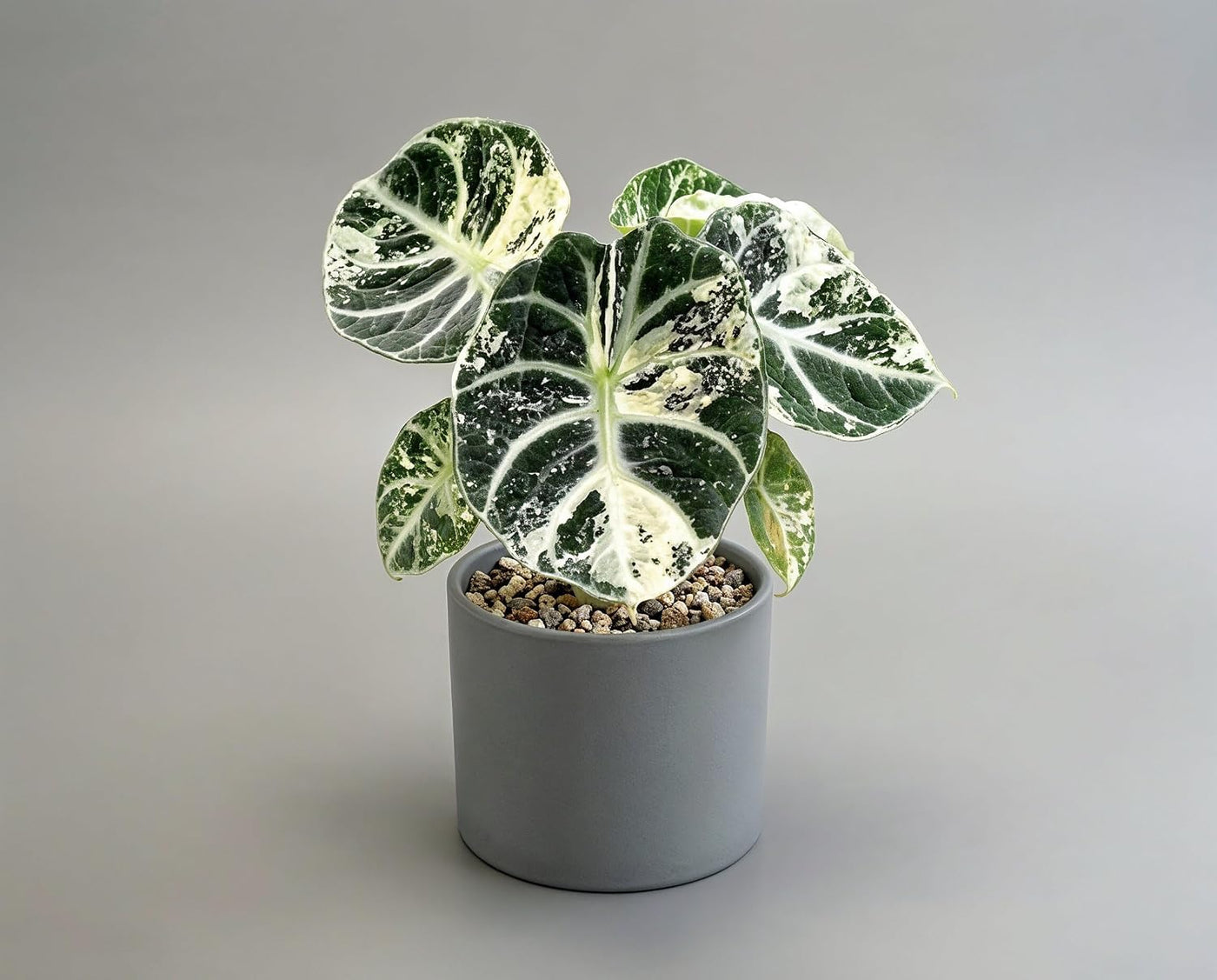 Alocasia Ninja Variegata - panaschierte Zimmerpflanze mit samtschwarzen Blättern