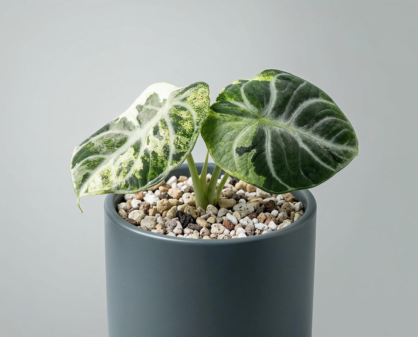 Alocasia Ninja Variegata - panaschierte Zimmerpflanze mit samtschwarzen Blättern