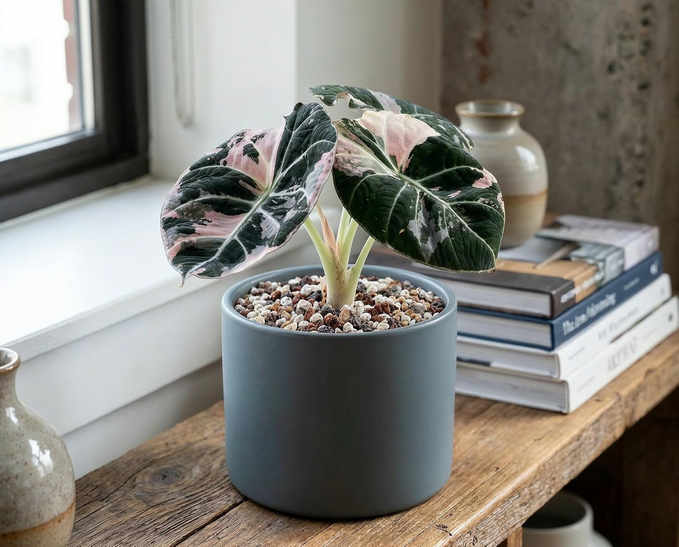 Alocasia Black Velvet Pink Variegata - panaschierte Zimmerpflanze mit samtschwarzen Blättern & rosa Muster