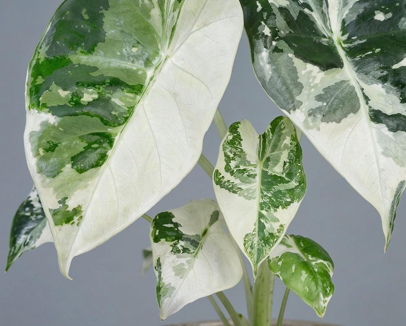 Alocasia Frydek Variegata - panaschierte Zimmerpflanze mit reinweißem Muster