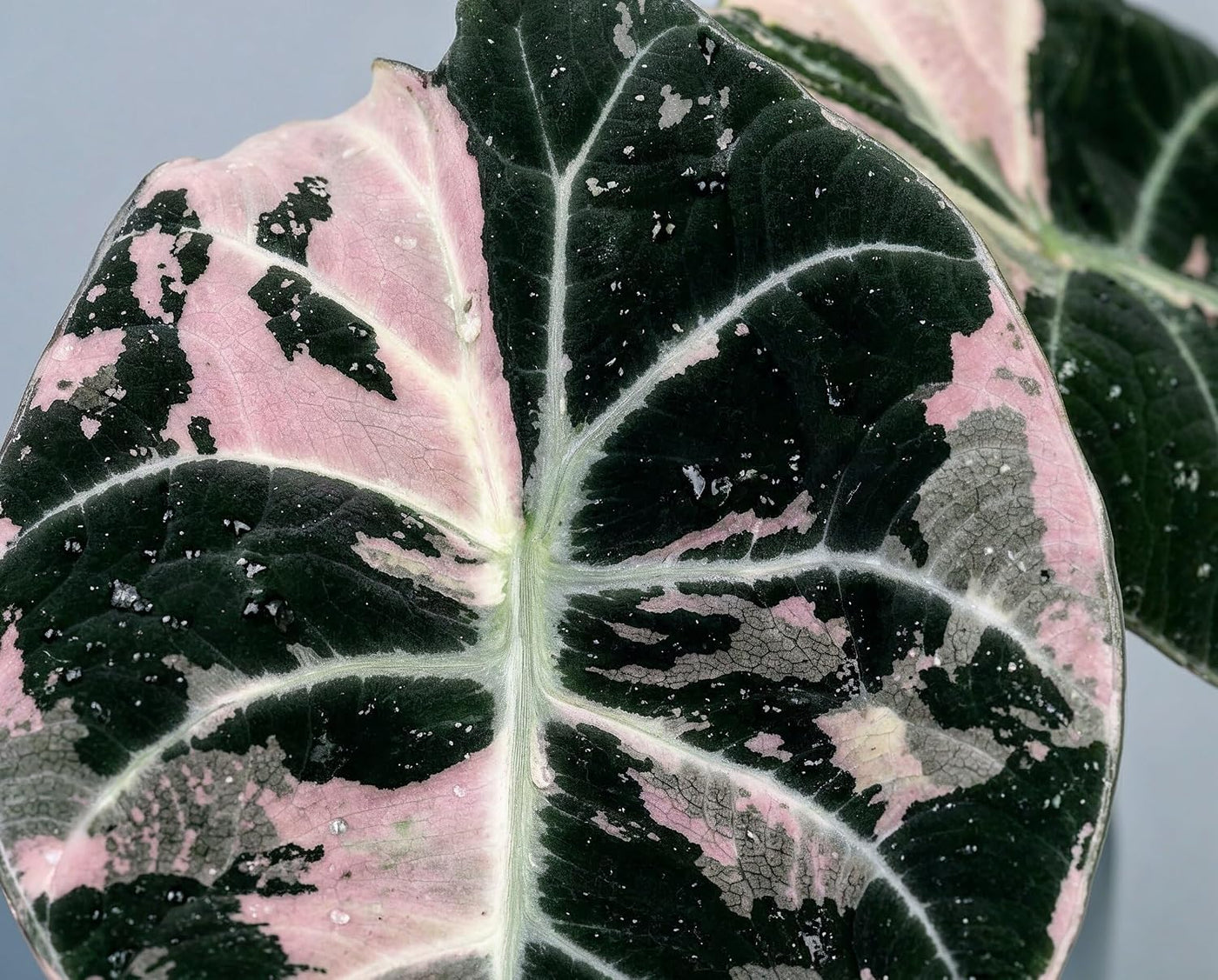 Alocasia Black Velvet Pink Variegata - panaschierte Zimmerpflanze mit samtschwarzen Blättern & rosa Muster
