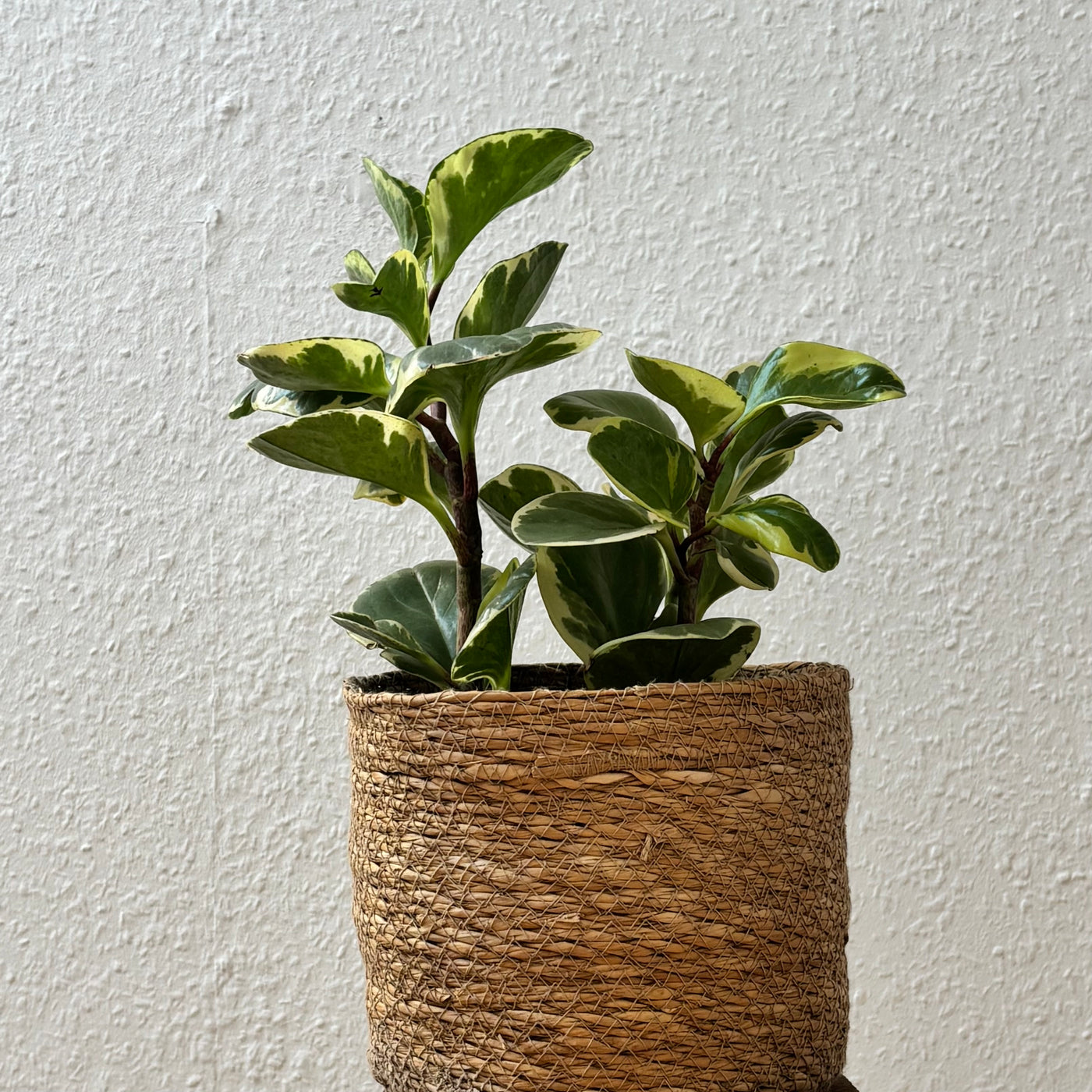 Peperomia obtusifolia – Handgezogene Jungpflanze