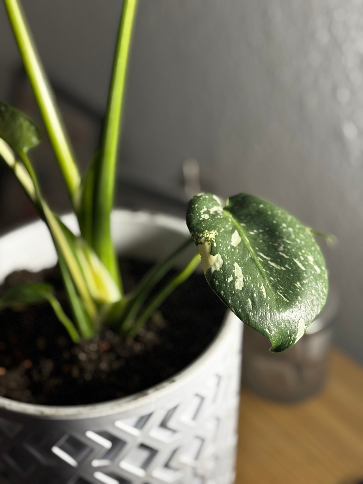 Surprise Starter Kit – Dein Überraschungs-Rhizom | by LEAFerservice