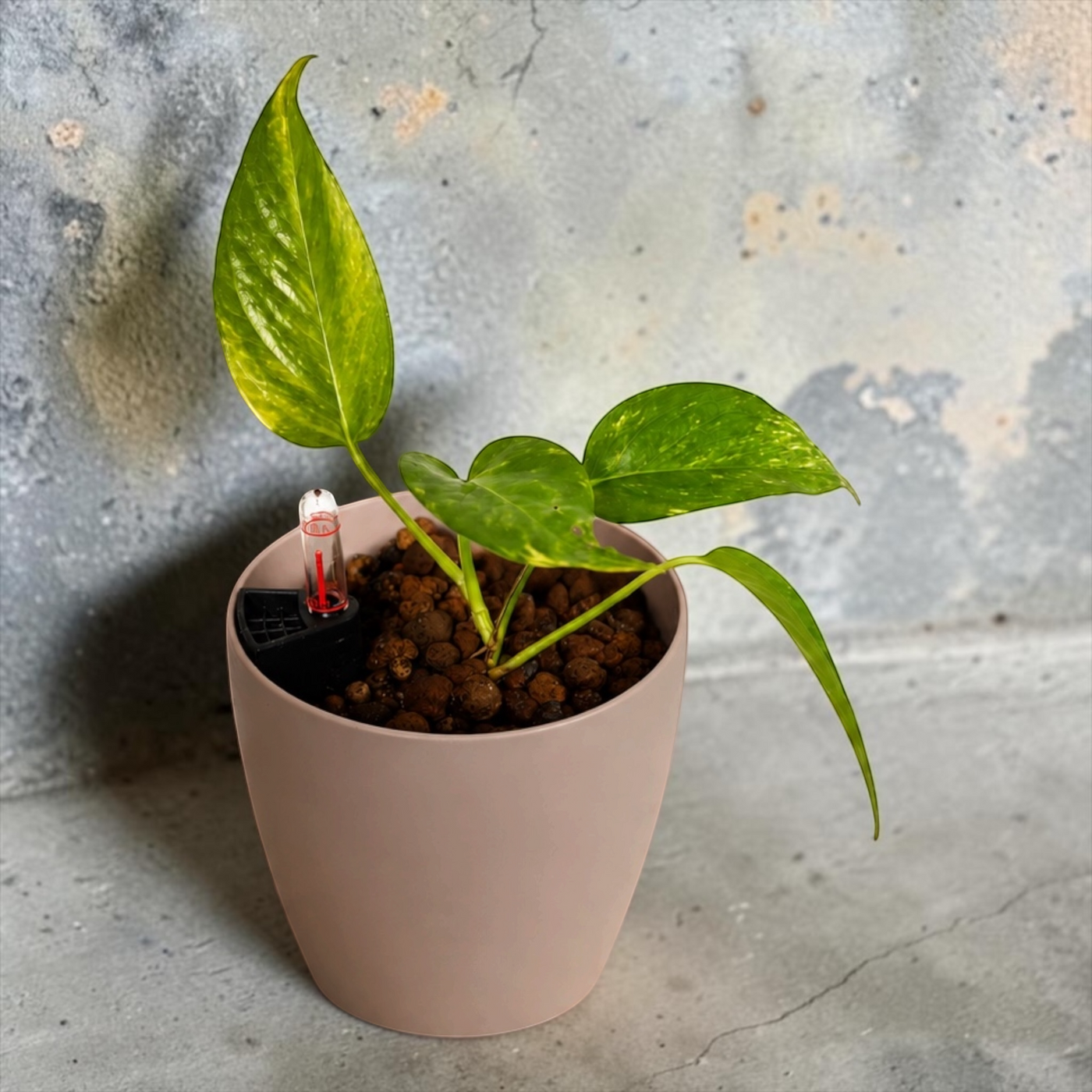 Efeutute 'Golden' – Epipremnum aureum - Lechuza Pot