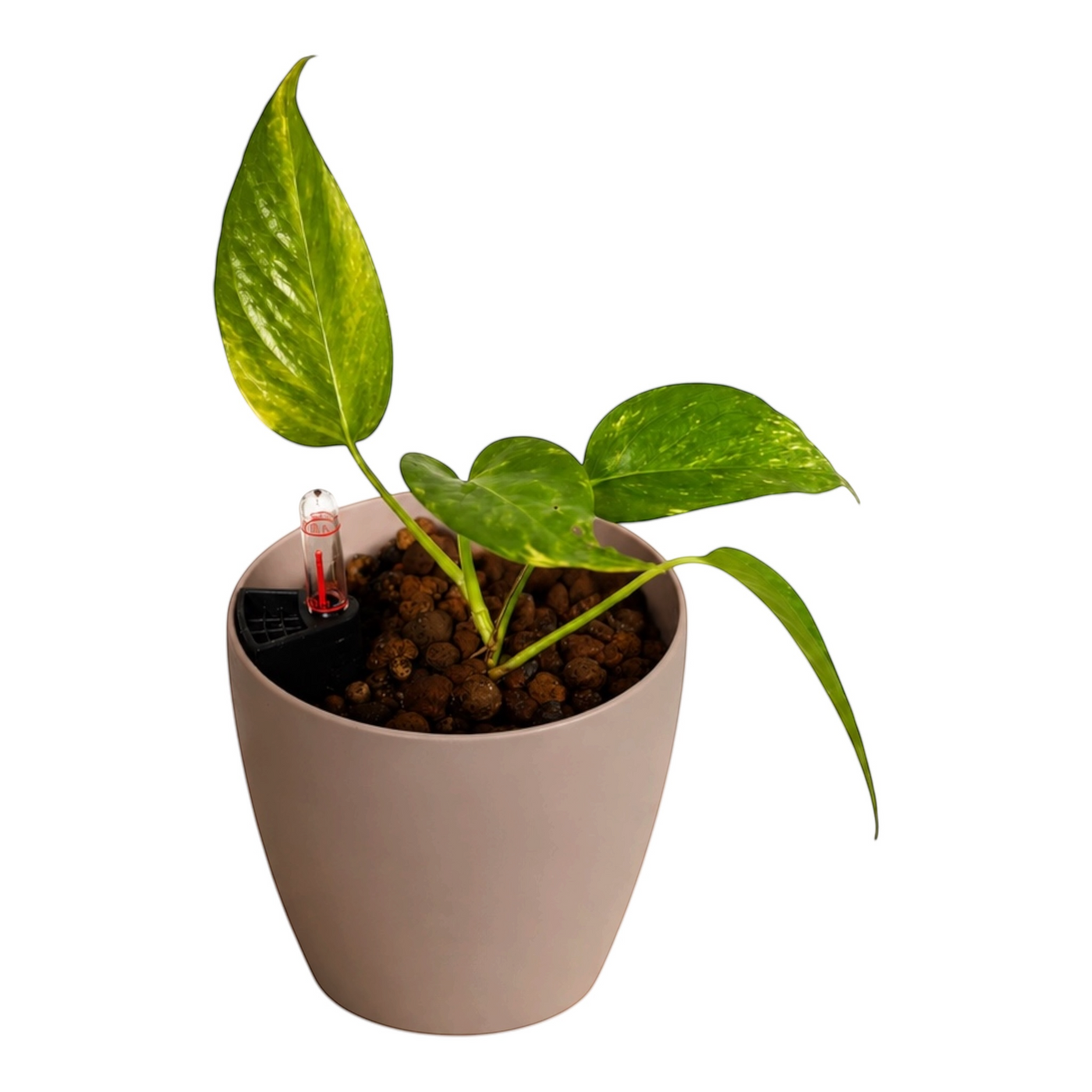 Efeutute 'Golden' – Epipremnum aureum Clear