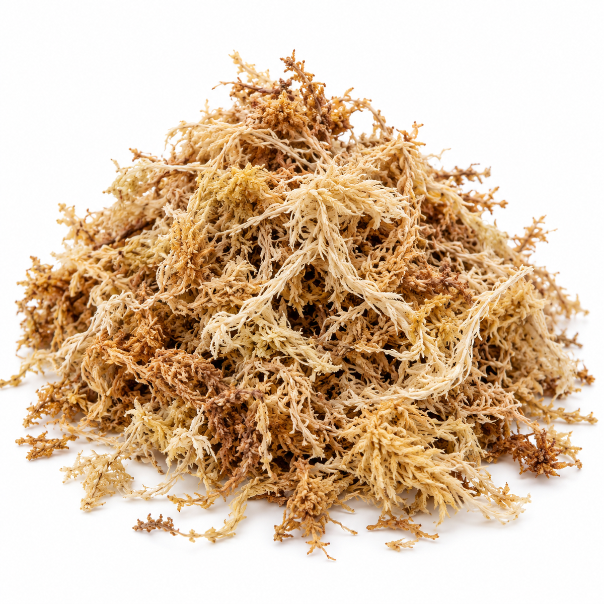 Sphagnum-Moos – für Stecklinge & Aroiden
