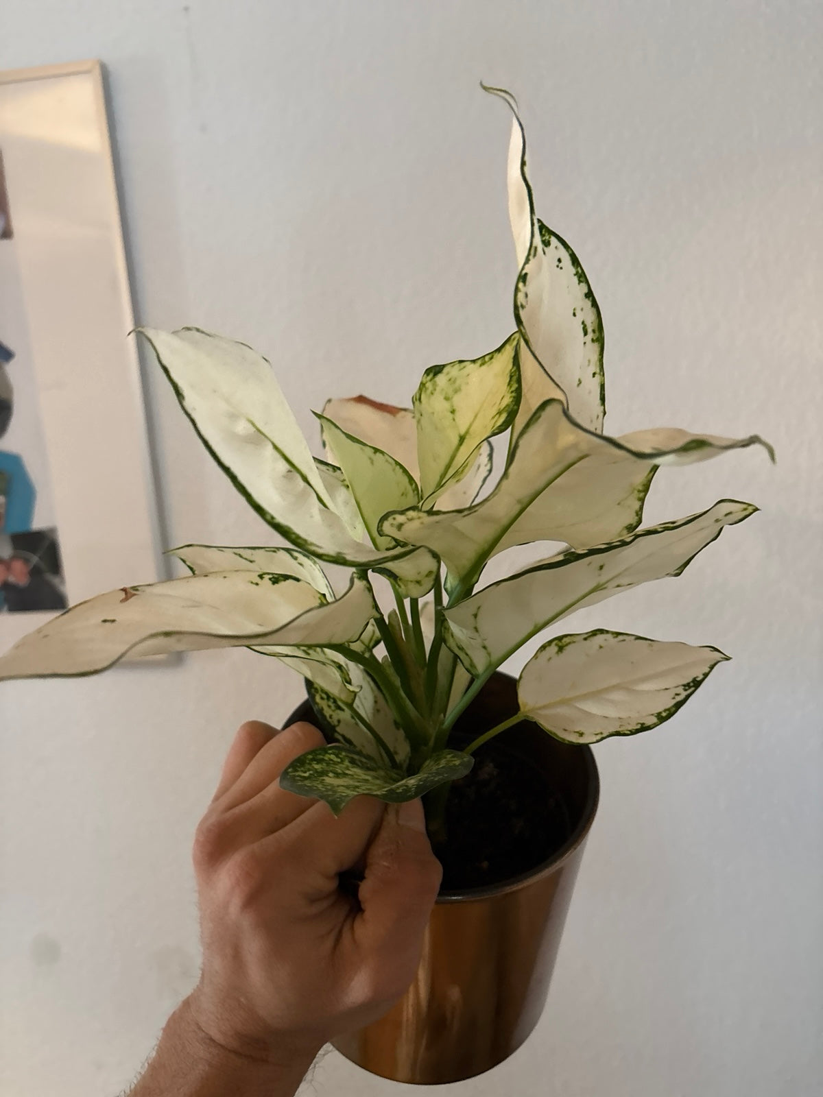 Aglaonema ‘White Joy’