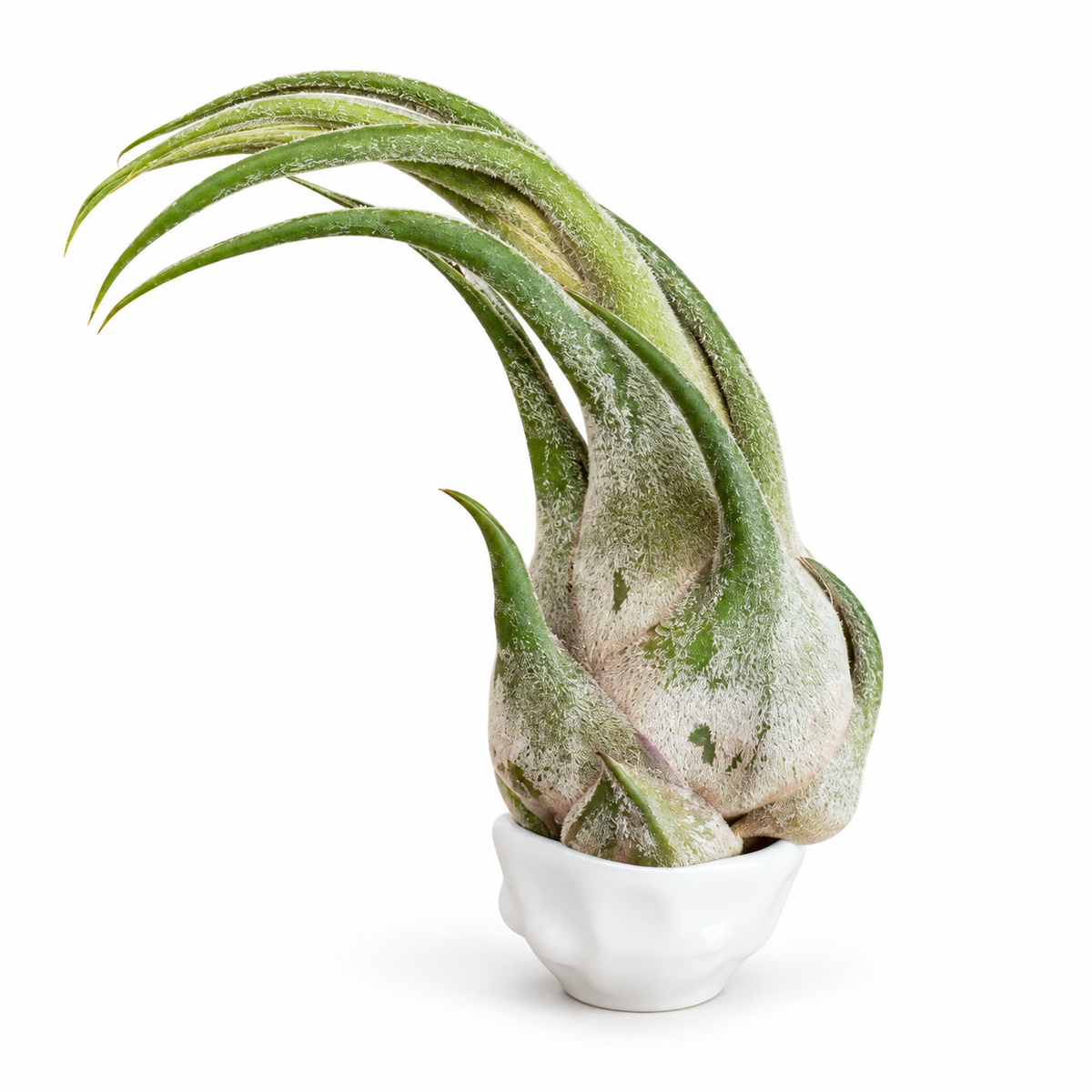 Tillandsia caput-medusae – Luftpflanze  circa 8–12 cm groß