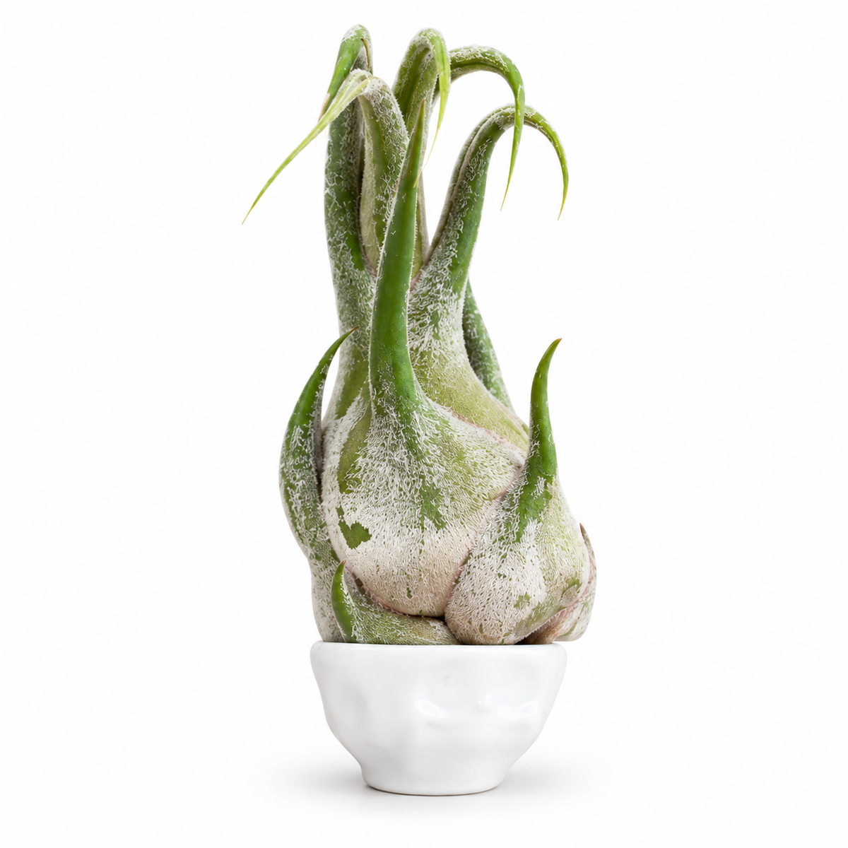 Tillandsia caput-medusae – Luftpflanze  circa 8–12 cm groß