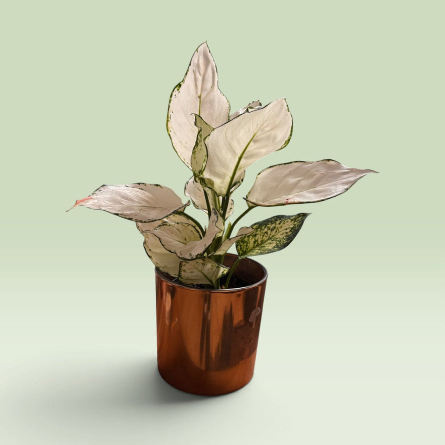 Aglaonema White Joy – weiß panaschierte Zimmerpflanze