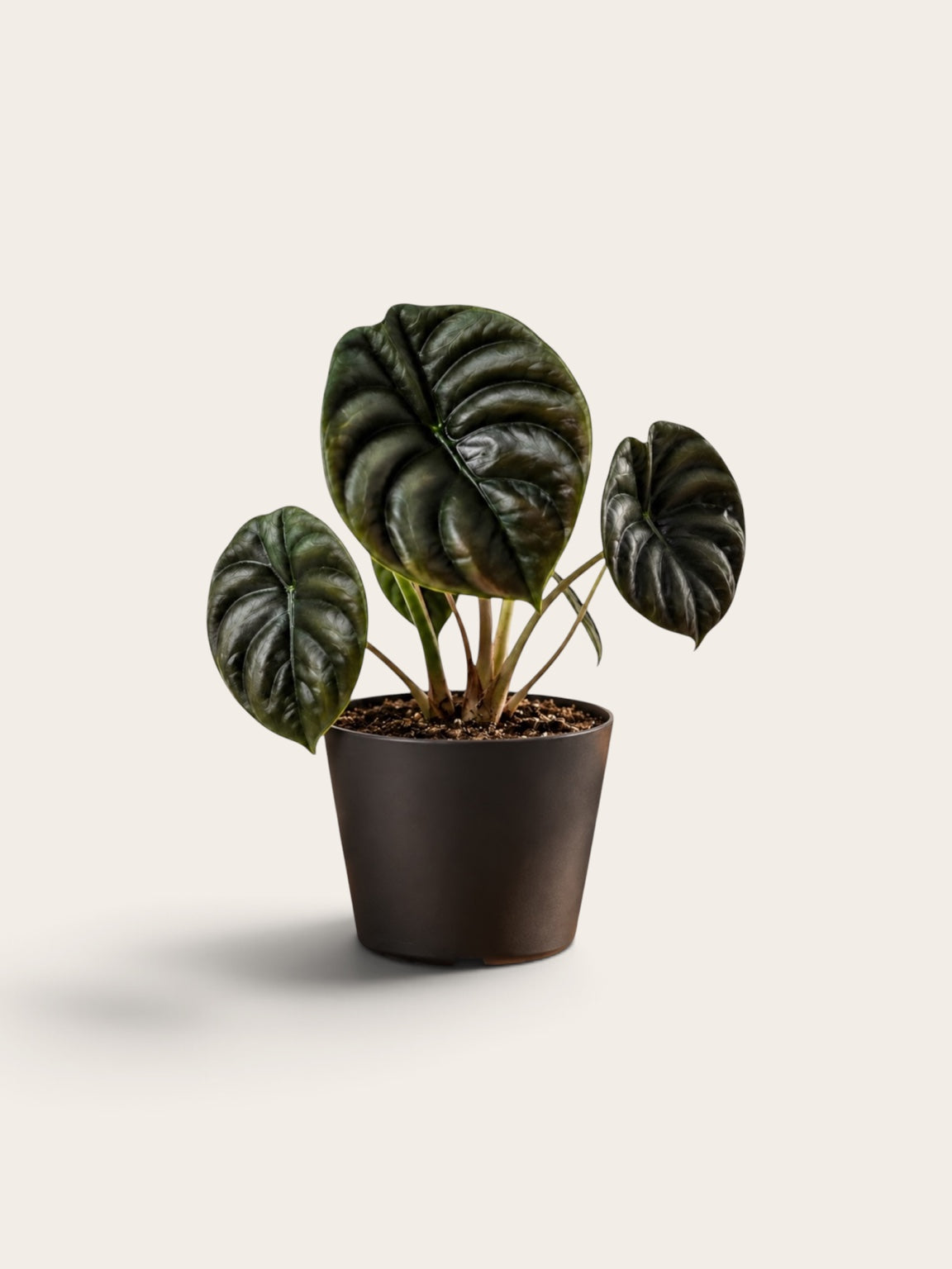 Alocasia cuprea 'Red Secret' Jungpflanze mit dunkel metallisch schimmernden Blättern im schwarzen Topf