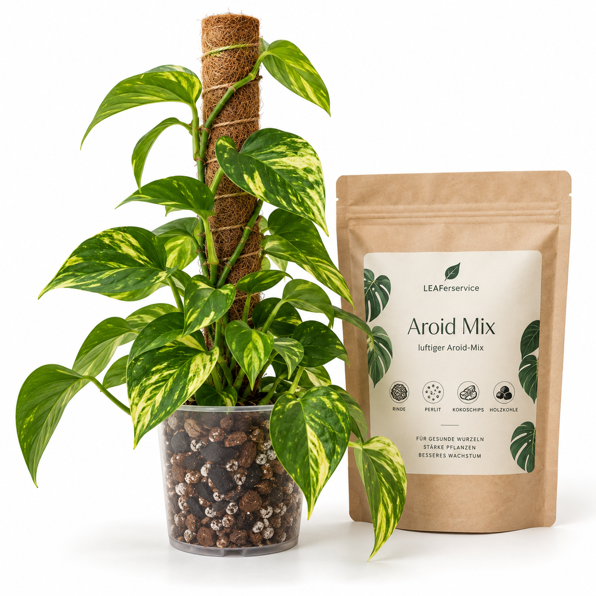 LEAFerservice Kletterpflanzen Starter Set mit Efeutute Golden, Kokosstab und Aroid Mix