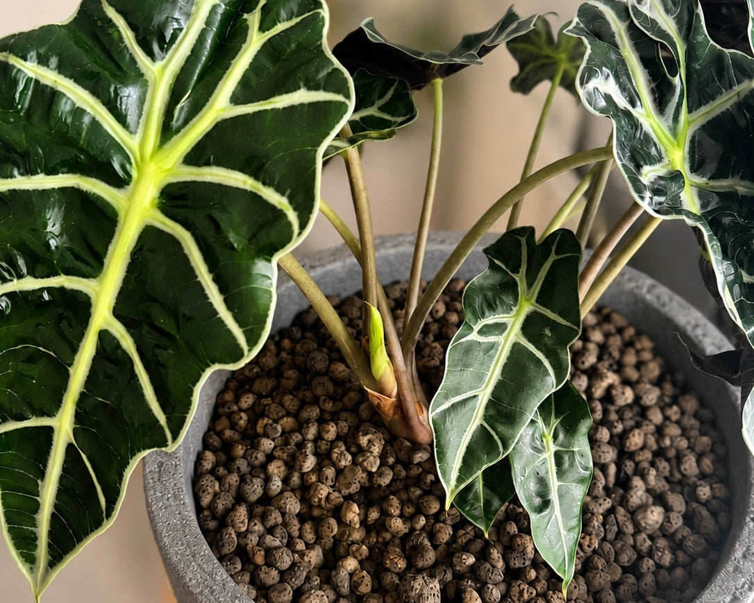 Alocasia bekommt neuen Austrieb nach Umtopfen