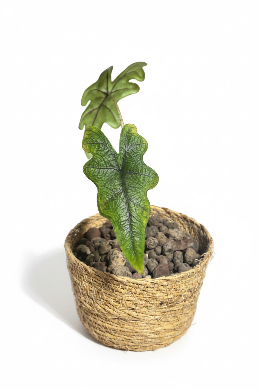 Leaferservice.com Alocasia Jacklyn mit texturierten grünen Blättern in einem dekorativen Korb mit Blähton