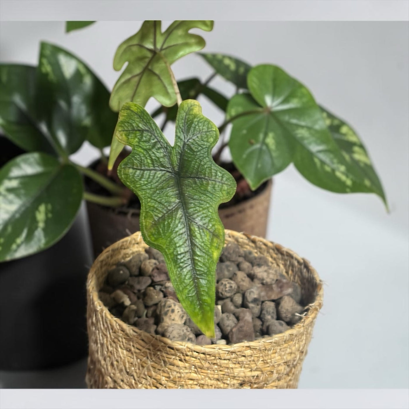 Leaferservice.com Alocasia Jacklyn mit markant geformten Blättern in einem dekorativen Korb mit Blähton-Substrat