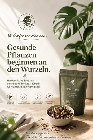 Alocasia bekommt gelbe Blätter – Ursachen & Lösungen