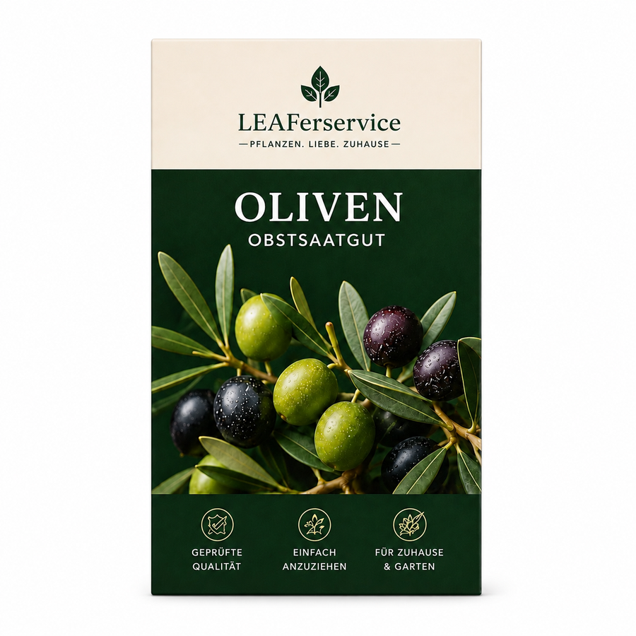 Oliven Obstsaatgut von LEAFerservice auf weißem Hintergrund