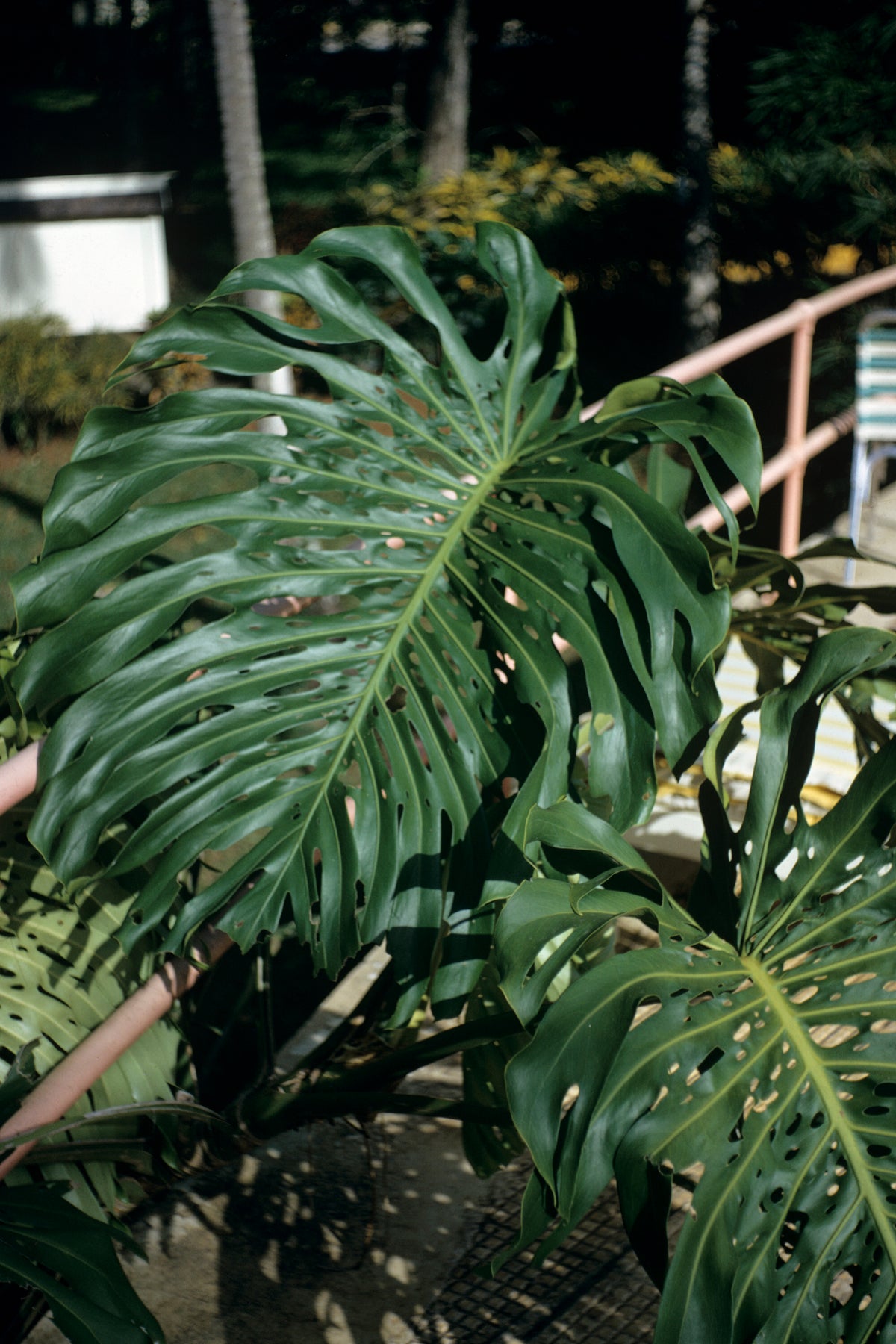 Monstera deliciosa – ausgewachsene Fensterblattpflanze mit typischen geschlitzten Blättern