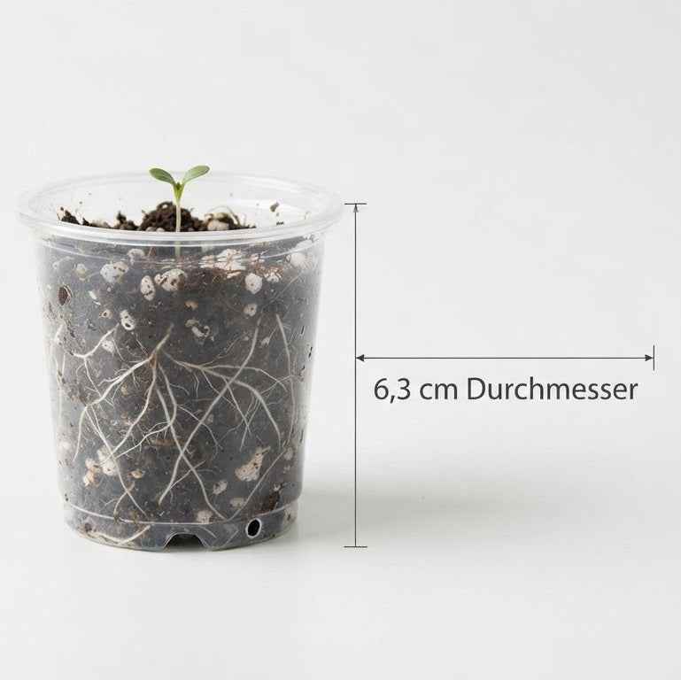 BTPLASTIK Anzuchttöpfe transparent 6,3 cm – 50 Stück