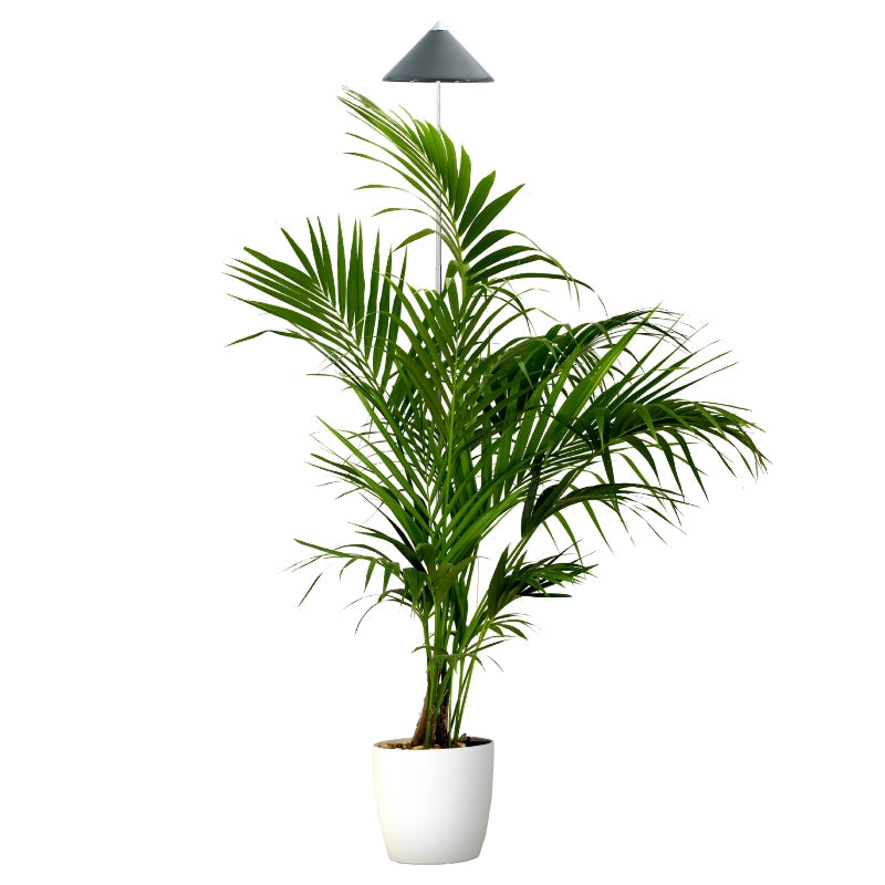 VENSO SUNLiTE XL 25 W Originalprodukt Grau
