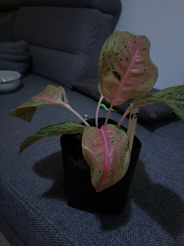 Aglaonema mit rosa-grüner Panaschierung im Pflanztopf